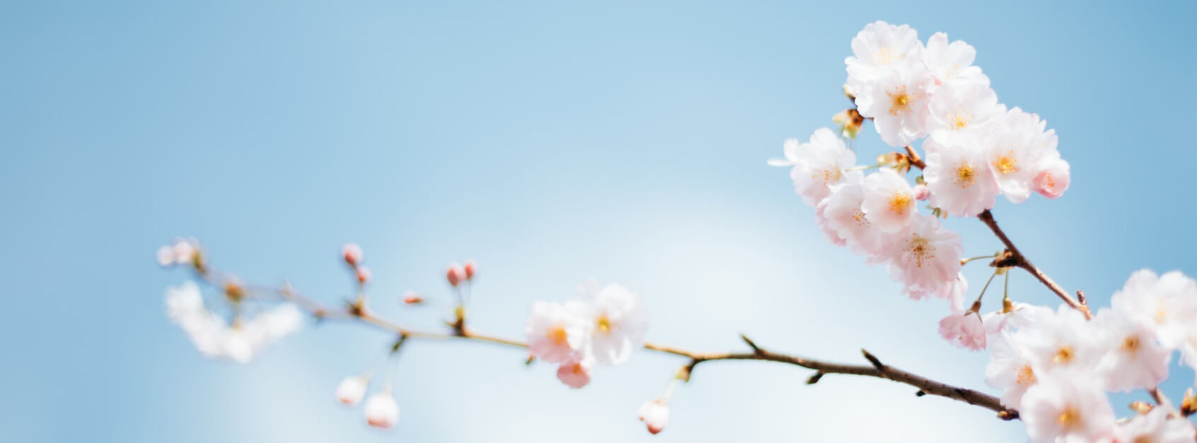 开错季节的玫瑰